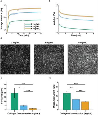 Collagen concentration regulates neutrophil extravasation and migration in response to infection in an endothelium dependent manner